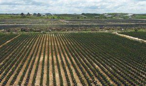 palma_aceitera_plantacion