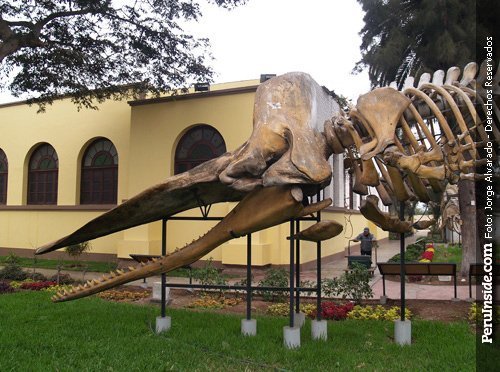 HISTORIA DE SAN JAVIER historia de san javier: