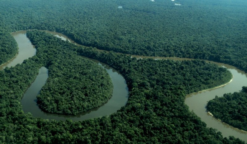 Bosques de tahuampa Rio Nanay_Foto RNAM