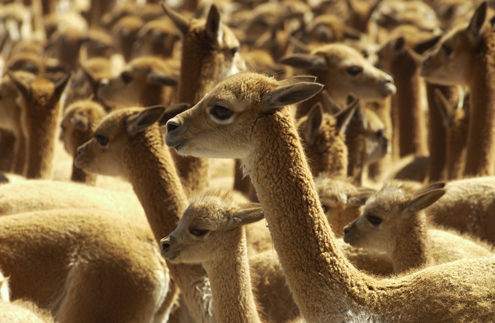 vicuñas_spda_thomas_Muller