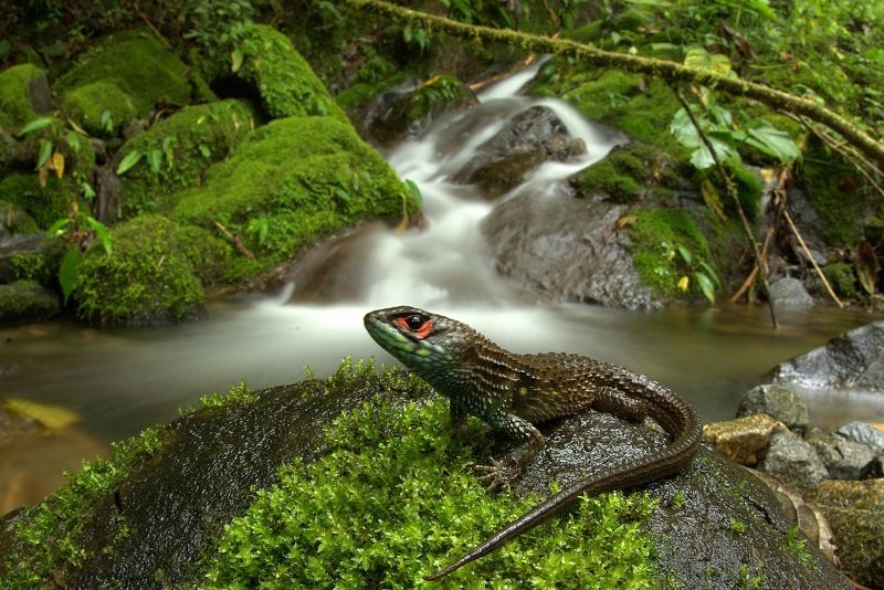 nueva especie lagartija manu 1