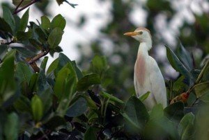 cerros de amotape_andina