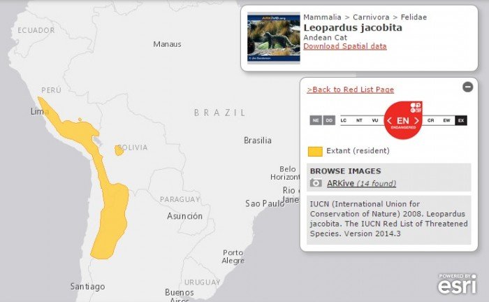 territorio del gato andino_UICN