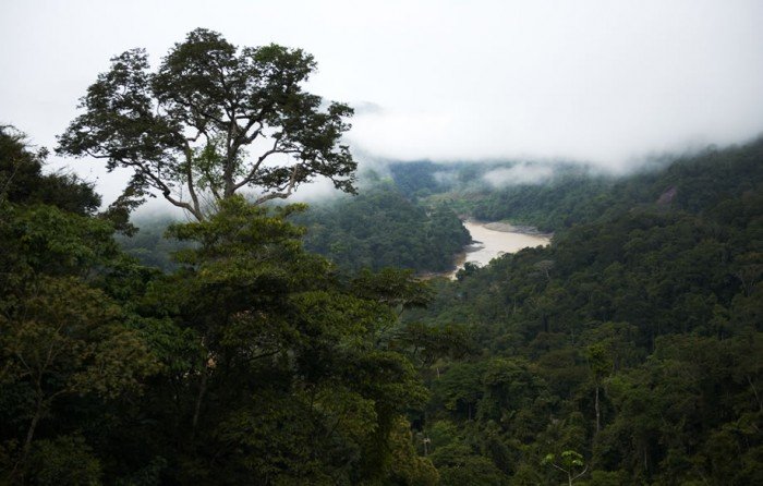 bosque_actualidad_ambiental