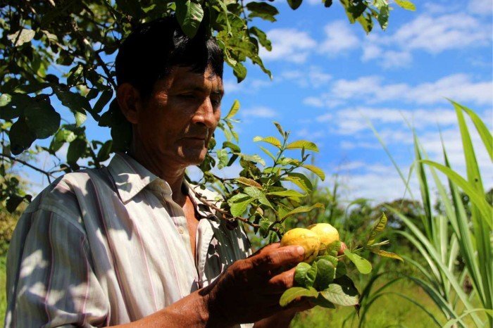 Agrobiodiversidad_ Sapuena