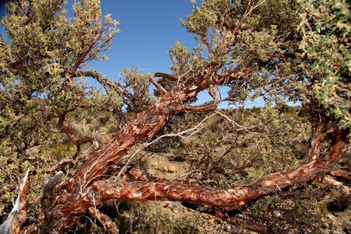 commons.wikimedia.org