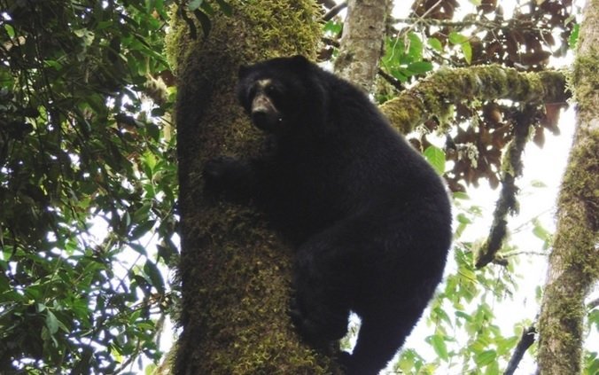 oso andino_andina