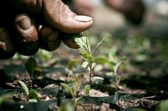 plantacion_alianza francesa