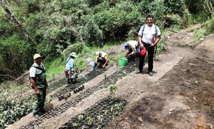 reforestación_andina
