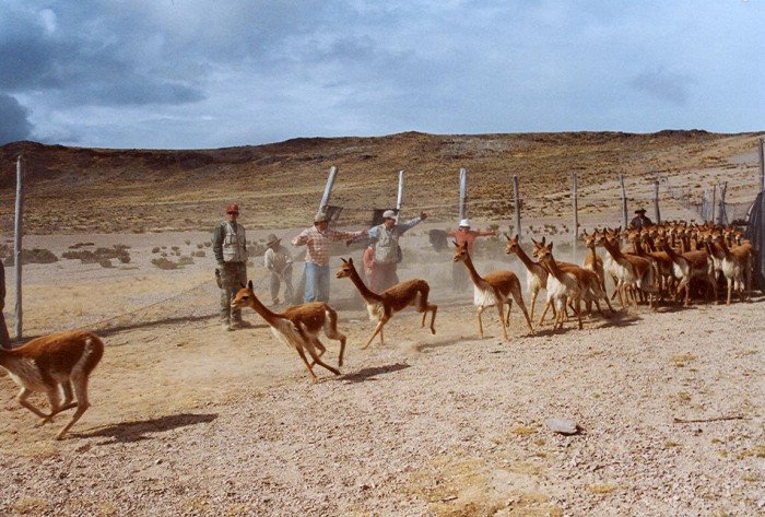 vicuñas_serfor