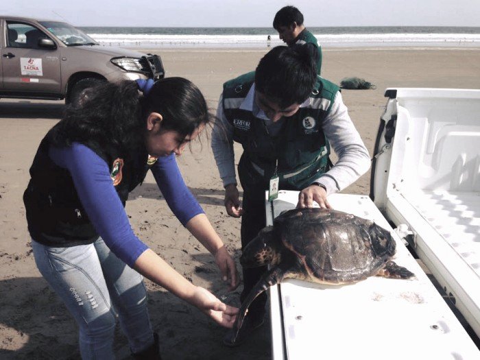Rescate de tortuga cabezona