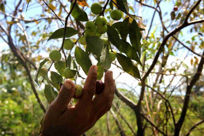 agrobiodiversidad_soberania_alimentaria_spda_iquitos