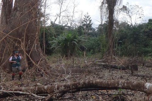 deforestación_serfor