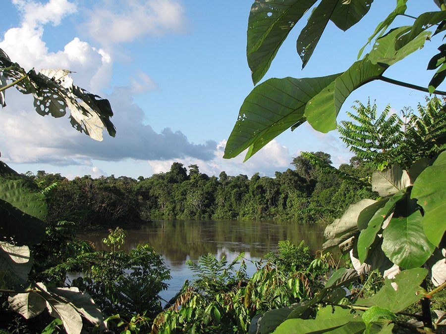 La Reserva Natural Pucacuro (Loreto) conserva ecosistemas esenciales de la Amazonía. Foto: Andina/Sernanp