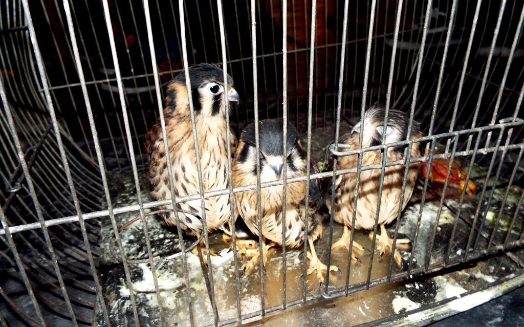 animales rescatados_serfor