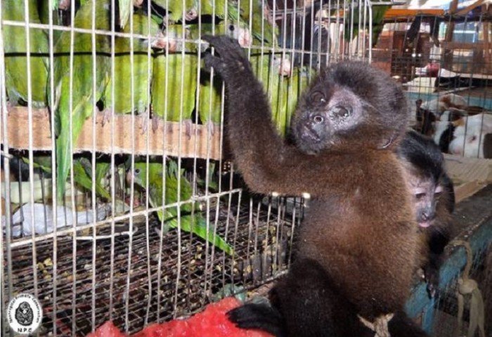 fauna_silvestre_trafico_actualidad_ambiental_npc_1