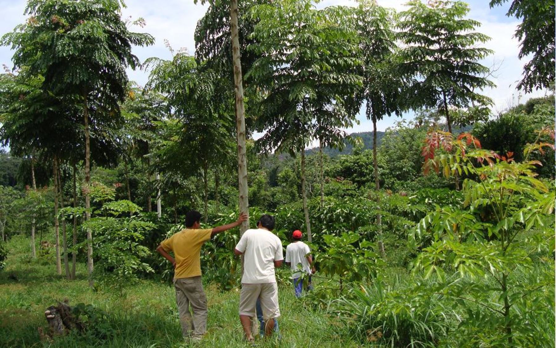 reforestación - Agencia Andina
