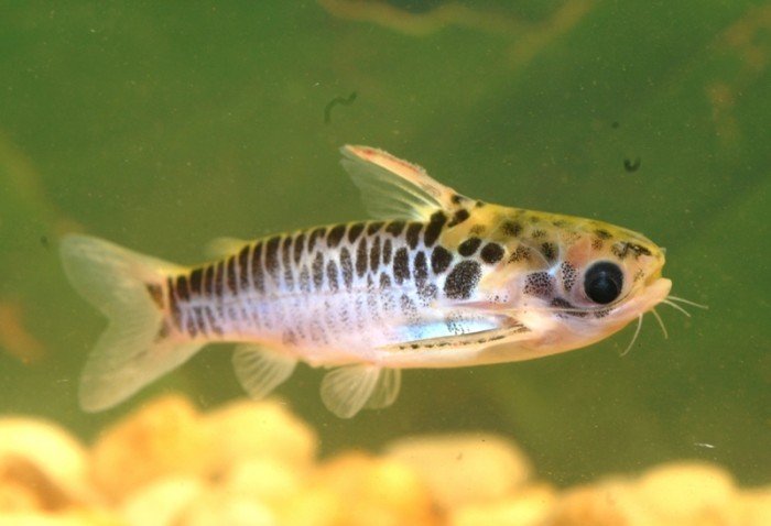 Peces Centromochlus_sp_nov__2_ADC