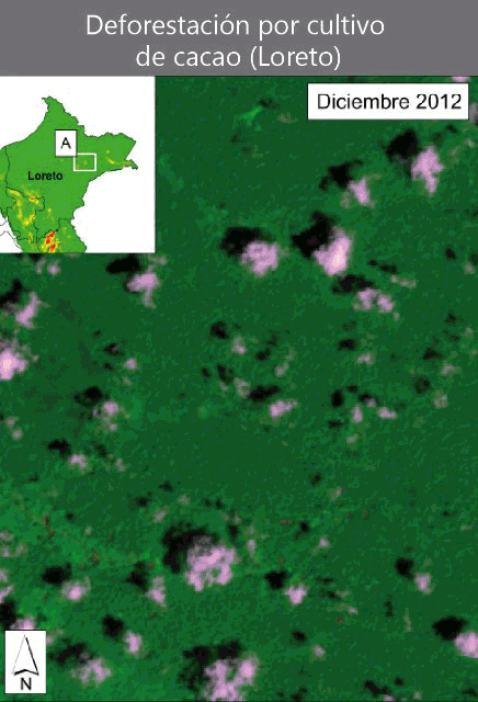 deforestacion-por-cacao-en-loreto
