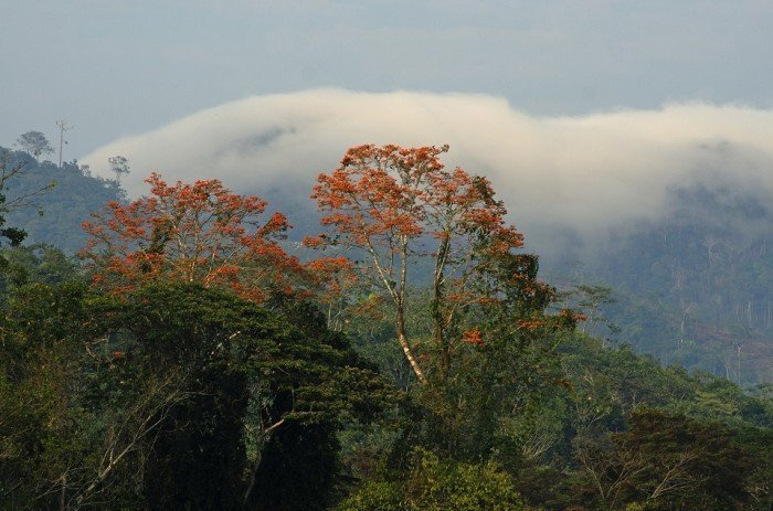 Gran Pajatén2_Reserva de Biósfera_Sernanp