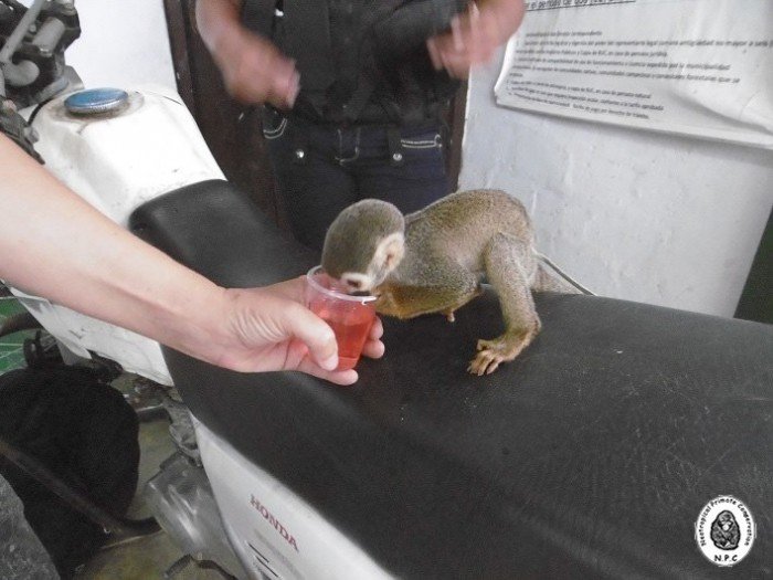 trafico_fauna_silvestre_vado_yurimaguas_loreto_actualidad_ambiental_10