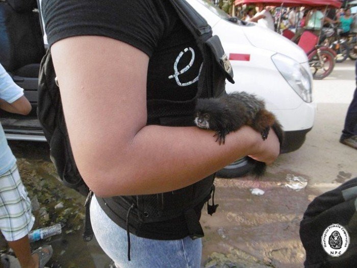 trafico_fauna_silvestre_vado_yurimaguas_loreto_actualidad_ambiental_11