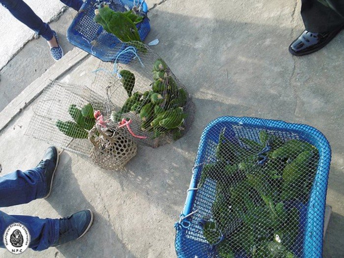 trafico_fauna_silvestre_vado_yurimaguas_loreto_actualidad_ambiental_3