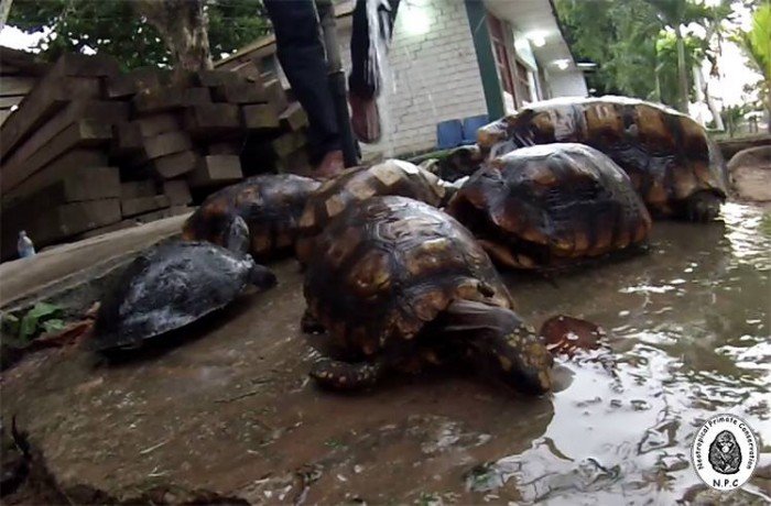 trafico_fauna_silvestre_vado_yurimaguas_loreto_actualidad_ambiental_4