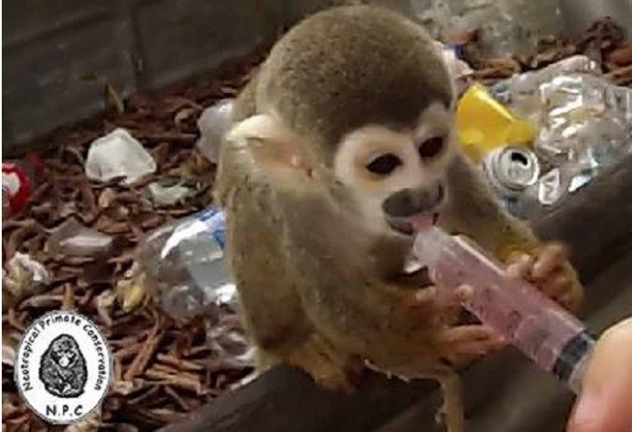 trafico_fauna_silvestre_vado_yurimaguas_loreto_actualidad_ambiental_5