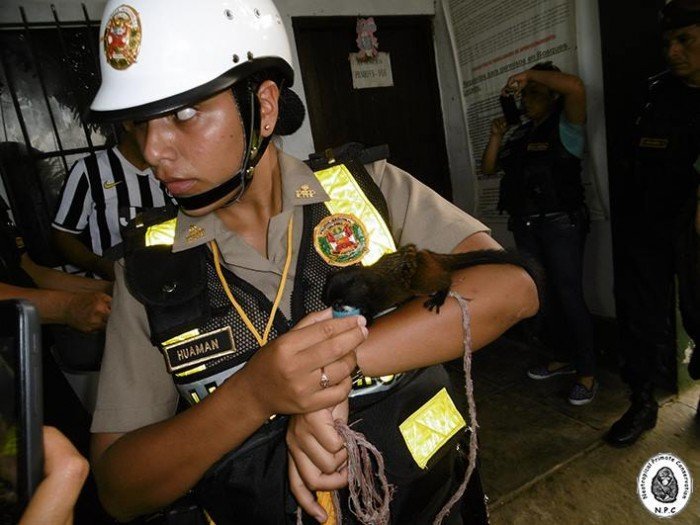 trafico_fauna_silvestre_vado_yurimaguas_loreto_actualidad_ambiental_6