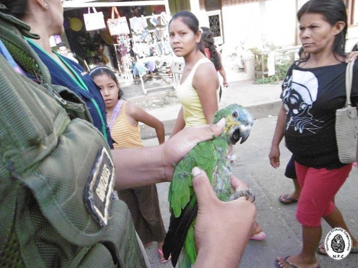 trafico_fauna_silvestre_vado_yurimaguas_loreto_actualidad_ambiental_7