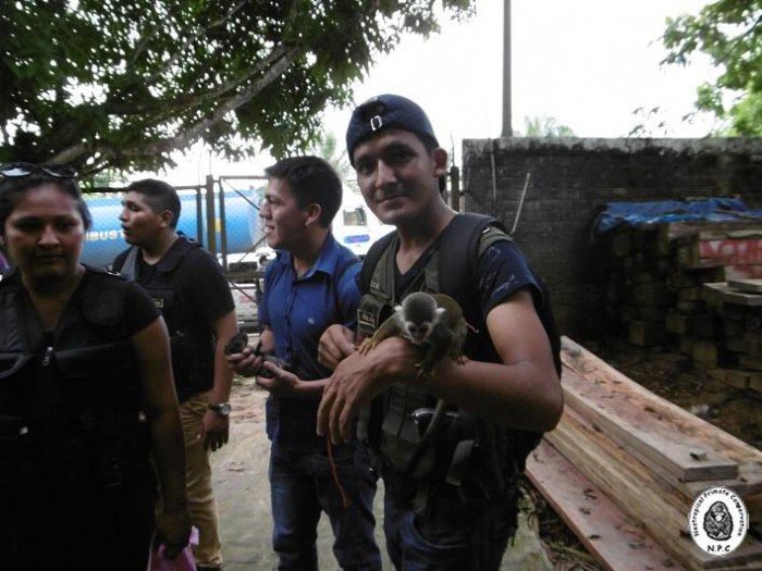 trafico_fauna_silvestre_vado_yurimaguas_loreto_actualidad_ambiental_8