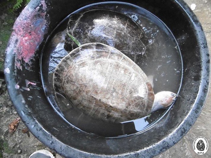 trafico_fauna_silvestre_vado_yurimaguas_loreto_actualidad_ambiental_9