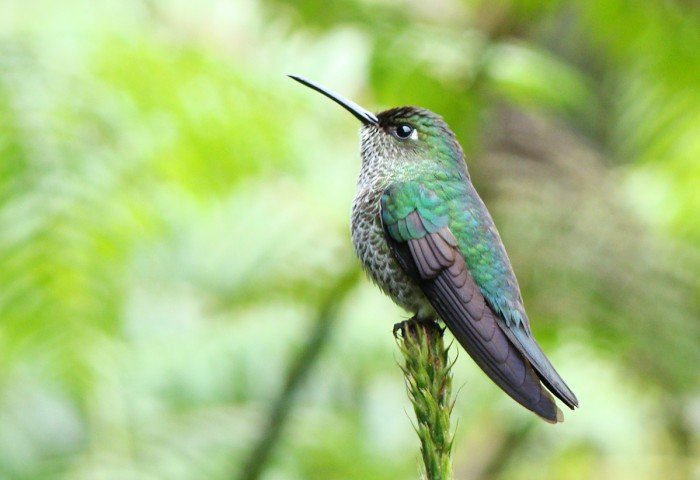 Concesion_conservacion_alto_pilcomayo_actualidad_ambiental_04