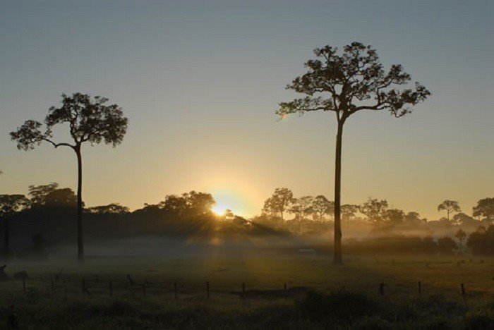castana_amazonia_madre_de_dios_tm