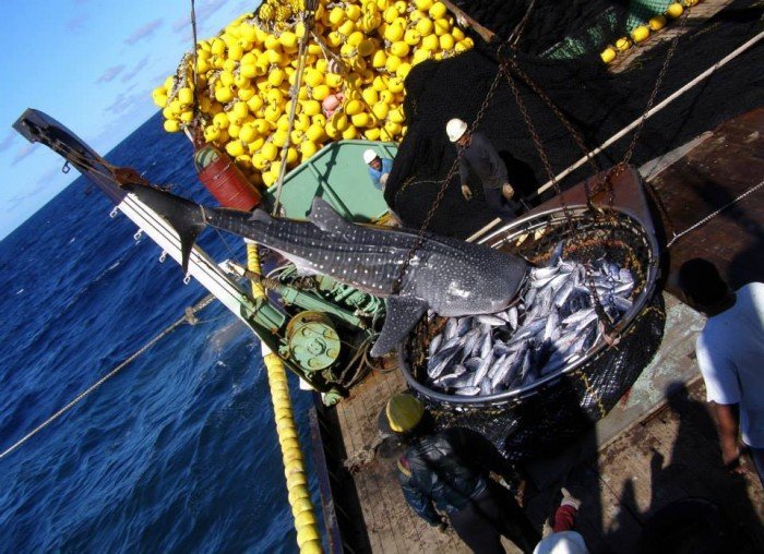 tiburón ballena . Whale Shark Project