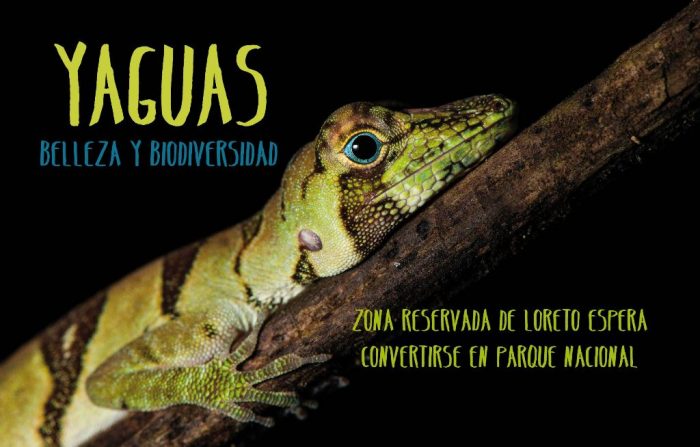 00 yaguas