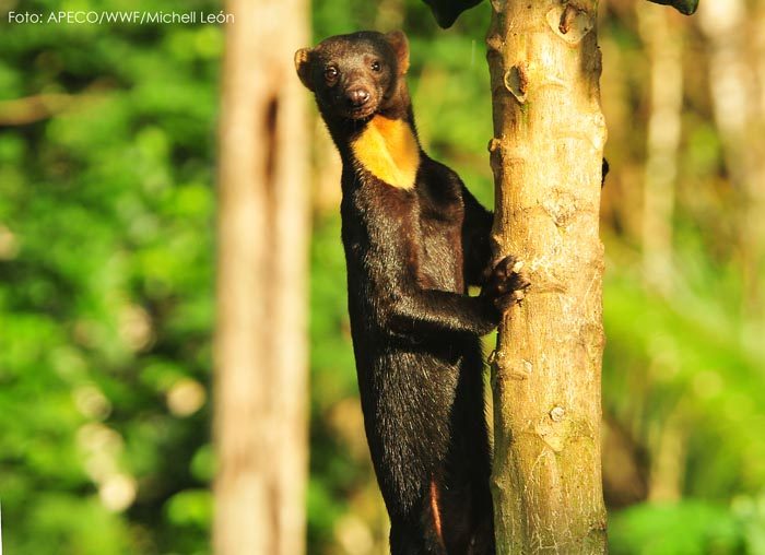 El Parque Nacional Alto Purús tiene el récord mundial de diversidad de mamíferos con 86 especies registradas. Foto: Sernanp