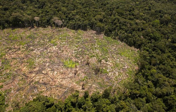 deforestacion_actualidad_ambiental