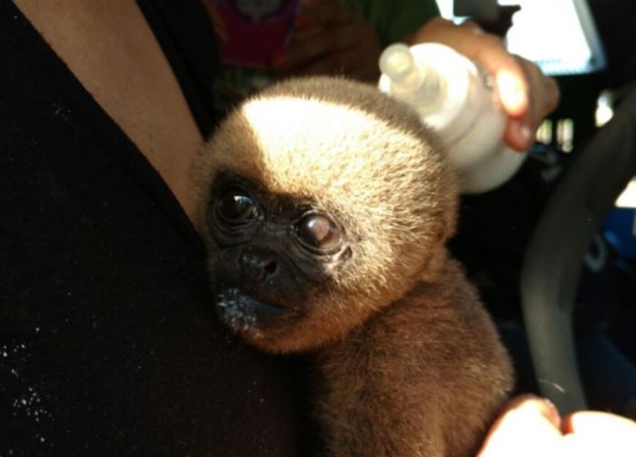 mono-rescatado-spda1