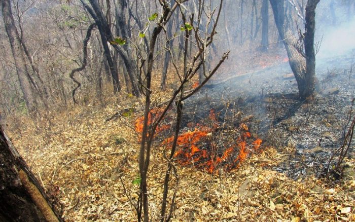 incendio-cerros-de-amotape-sernanp
