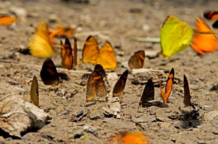 mariposas-sierra-del-divisor-sernanp