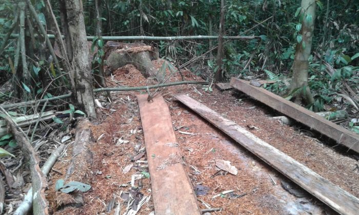 actualidad_ambiental_reserva_tambopata_6