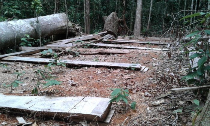 actualidad_ambiental_reserva_tambopata_7