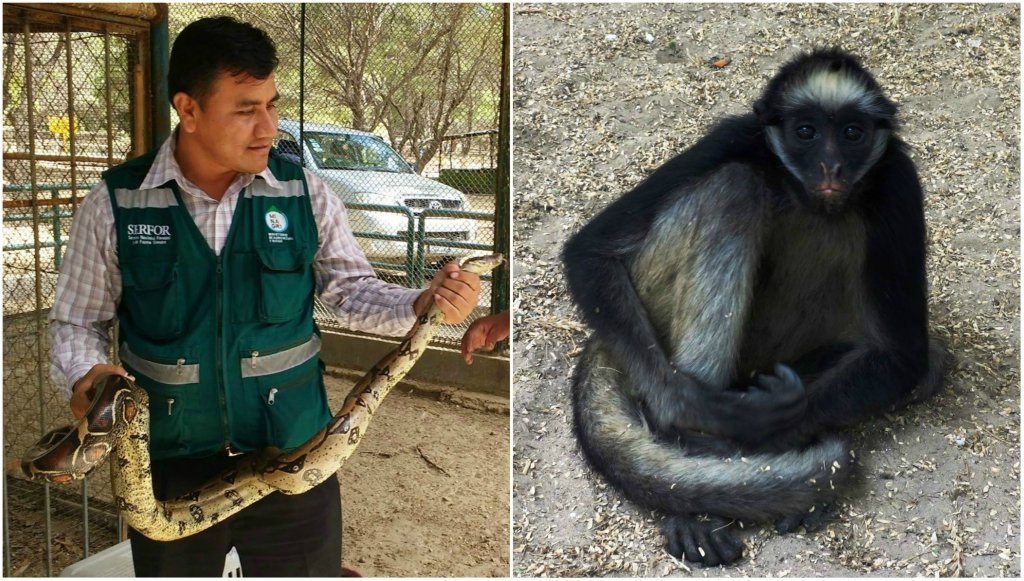 trafico_fauna_silvestre_serfor_actualidad_ambiental_3