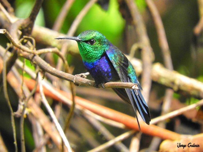aves del ACR Codo del Pozuzo