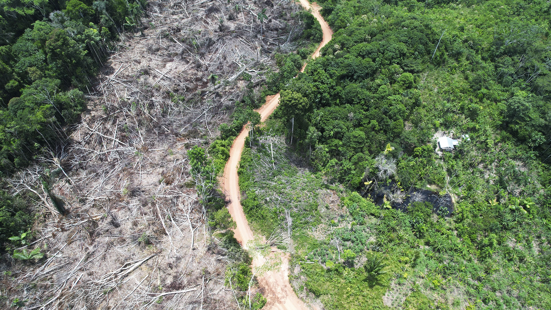 Vista aérea de una trocha que ha recibido mantenimiento hasta convertirse en una carretera (Joaquín Abensur), cerca de la ciudad de Iquitos y que viene afectando con invasiones, deforestación y tráfico de tierras a la comunidad nativa huitoto muruy Centro Arenal. (Foto: Vico Méndez).
