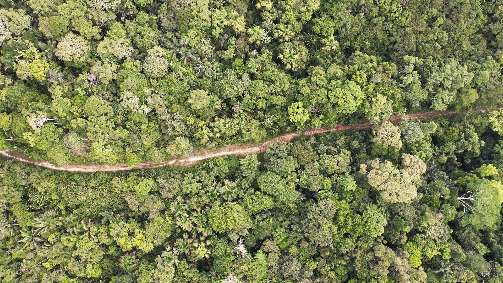 Vista aérea de la carretera Jenaro Herrera Colonia Angamos. A medida que se aleja de Jenaro Herrera, los bosques se encuentran mucho más conservados y la potencial afectación puede ser más grande considerando que cerca hay áreas protegidas y reservas para PIACI. (Foto: Vico Méndez)