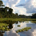 Reserva Nacional Pacaya Camiria. Foto: Thomas Müller