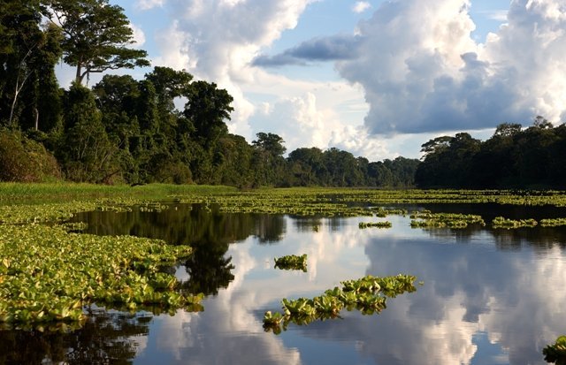 Reserva Nacional Pacaya Camiria. Foto: Thomas Müller
